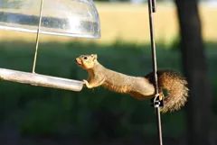 acrobat
