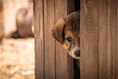 adoption