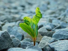 adversity