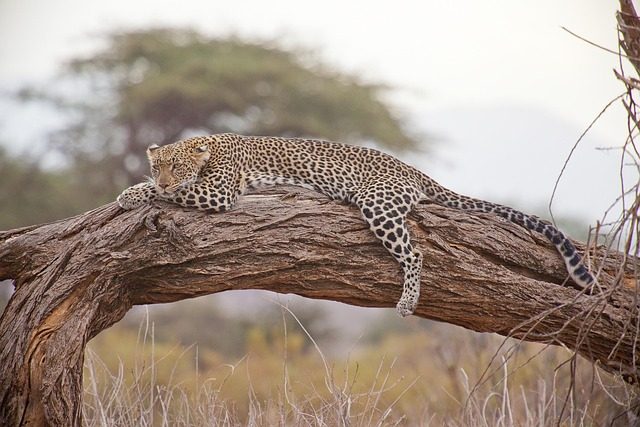 Africa