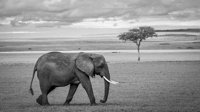 Africa