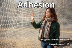 adhesion
