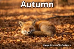autumn
