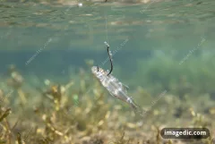 bait