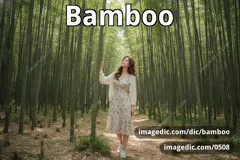 bamboo
