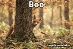 boo