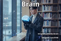 brain