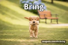 bring