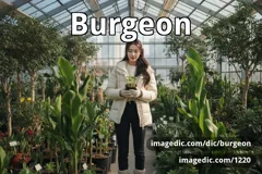 burgeon