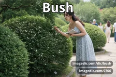 bush