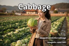 cabbage
