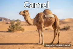 camel