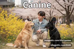 canine