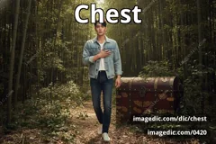 chest