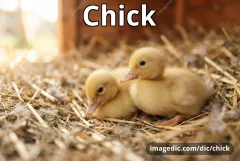 chick