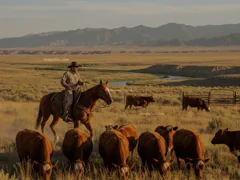 cowhand
