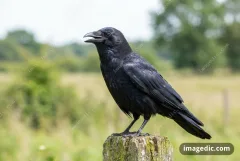 crow