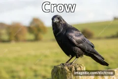 crow