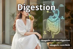 digestion