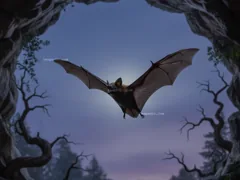 echolocation