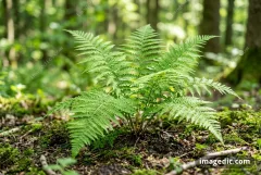 fern