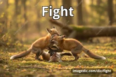 fight