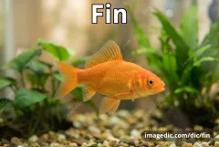 fin