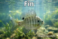 fin