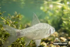 fin