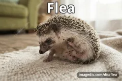 flea