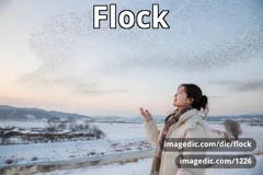 flock