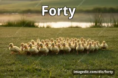 forty