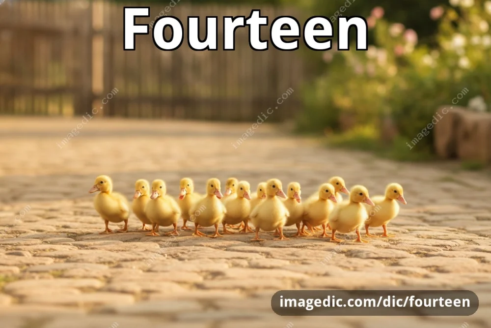 fourteen