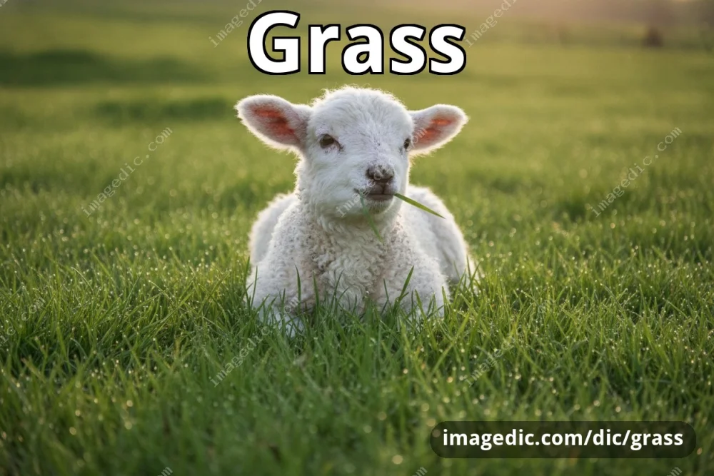 grass
