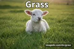 grass