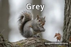 grey