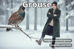 grouse