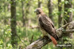 hawk