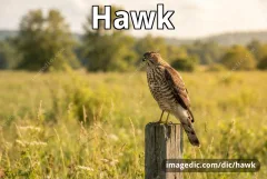 hawk