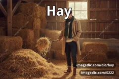 hay