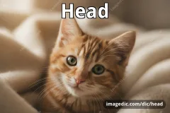 head