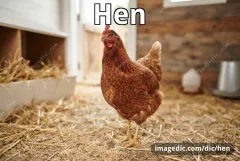 hen