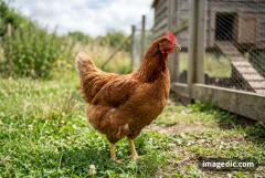 hen