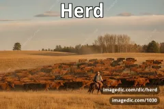 herd