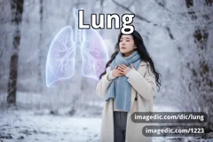 lung