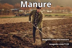 manure