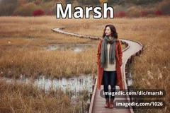 marsh