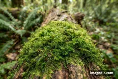 moss