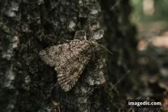 moth