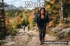 mule